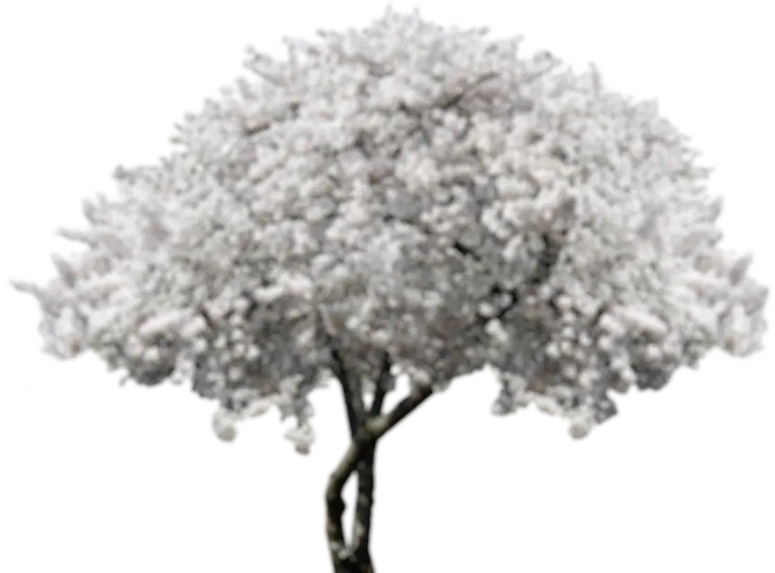 Blumen Tagesmutter Blumen Tagesmutter