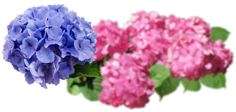 Blumen Tagespflegestelle Enzweihingen