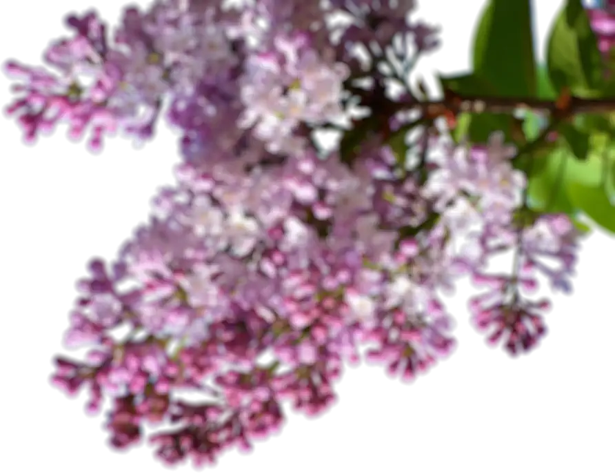 Hortensie Kindertagesstätte Vaihingen