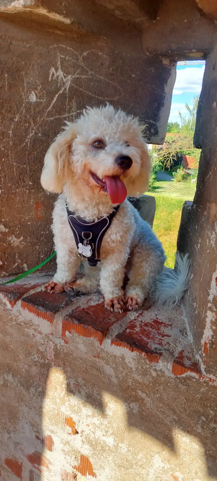 Tagespflegestelle mit Hund Tagespflegestelle mit Hund