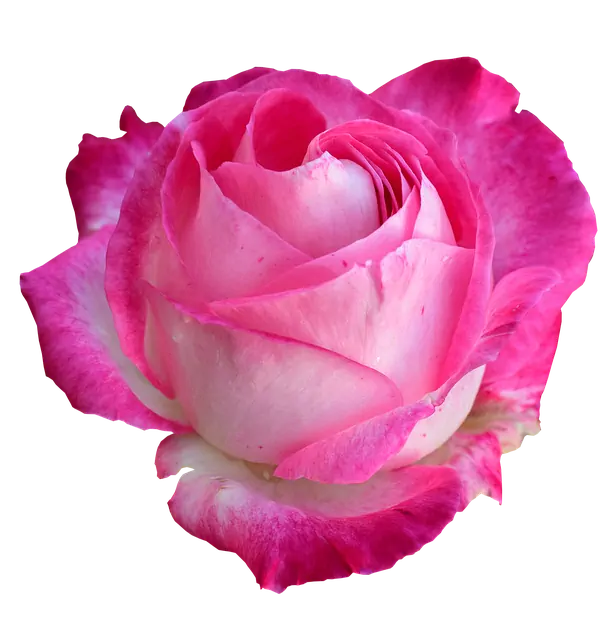 Rose Kinderbetreuung Vaihingen