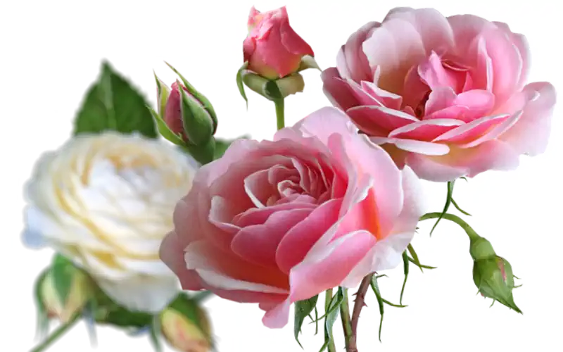 Rose Bärenstube Enzweihingen