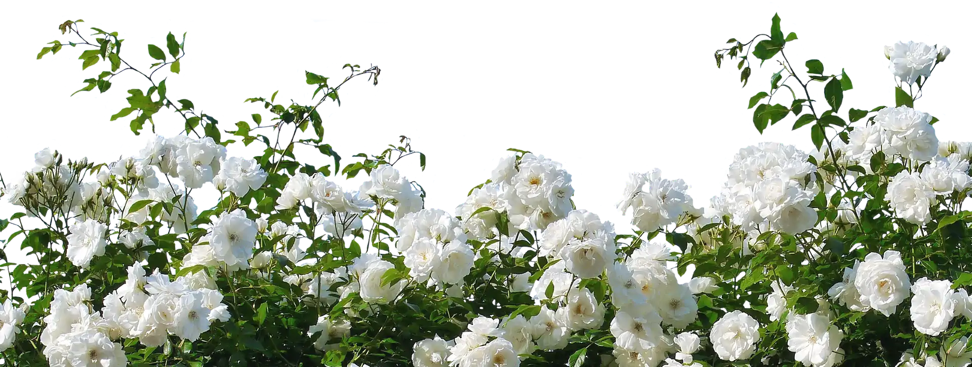 Enzweihingen Blumen Garten