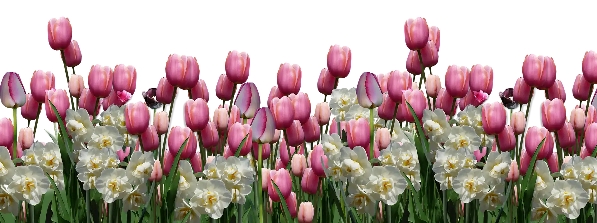 Tulpen Tagesmutter Bärenstube